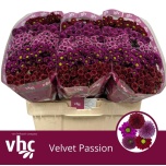 Chrysanthemum Krüsanteem SANTINI Velvet Passion MIX*25
