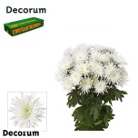 Chrysanthemum Krüsanteem Topspin*5