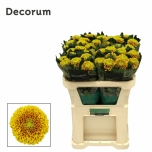 Chrysanthemum Krüsanteem BL Tropicana*10