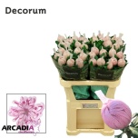 Chrysanthemum Krüsanteem BL Vienna Pink*10
