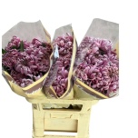 Chrysanthemum Krüsanteem BL Vienna Pink*10