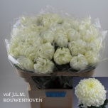 Chrysanthemum Krüsanteem BL Vienna White*10