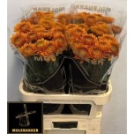 Chrysanthemum Krüsanteem BL Willem Orange*10