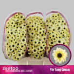 Chrysanthemum Krüsanteem Santini Yin Yang Cream