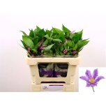 Clematis Elulõng Amazing London 50cm