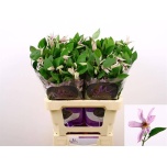 Clematis Elulõng Amazing Miami 60cm