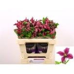 Clematis Elulõng Kyiv 50cm