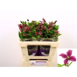 Clematis Elulõng Kyiv 50cm