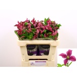 Clematis Elulõng Kyiv 50cm