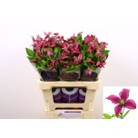 Clematis Elulõng Kyiv 60cm