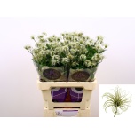 Clematis Elulõng Kibo 60cm