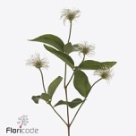 Clematis Elulõng Kibo 70cm