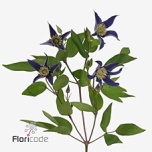 Clematis Elulõng Oslo 50cm