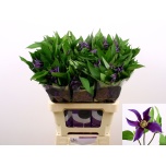 Clematis Elulõng Oslo 60cm
