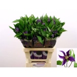 Clematis Elulõng Oslo 60cm