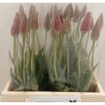 Tulp Clusiana Acuminata 45cm