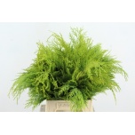 Conifer green 45cm (pk)
