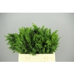 Conifer obtusa drath 30cm (pk)