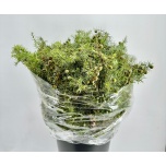 Conifer Juniperus green (pk)