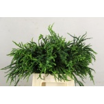 Conifer crypto rasen sugi 40cm (pk)