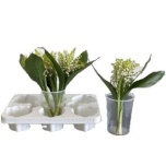 Convallaria Maikelluke