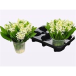 Convallaria Maikelluke