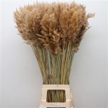 Dried Cortaderia Pamparohi 100cm (tk)