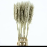 Dried Cortaderia Pamparohi 120cm (tk)