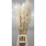 Cortaderia Pamparohi Evita 120cm (tk)