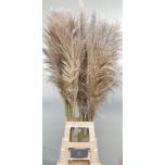 Cortaderia Pamparohi Silver Mountain 120cm (tk)