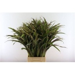 Cordyline Tõlvpuu lõige 60cm tk