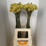 Craspedia Kerajas Varblill 70cm