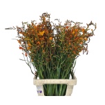 Crocosmia 80cm Kaeralill Lucifer