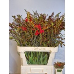 Crocosmia Kaeralill Lucifer 80cm