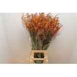 Crocosmia Kaeralill Lucifer 80cm