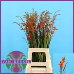 Crocosmia Kaeralill Red King 80cm