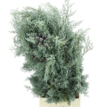 Cupressus Gold Küpressi oks 60cm (pk)