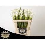 Curcuma Kollajuur Siam Shine 50cm