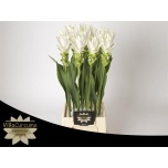 Curcuma Kollajuur Siam Shine 60cm