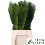 Cycas leht 70cm (pk)
