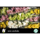 Cymbidium Tsümbiidium MIX 60cm