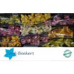 Cymbidium Tsümbiidium MIX 60cm