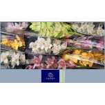 Cymbidium Tsümbiidium MIX 60cm