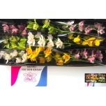 Cymbidium Tsümbiidium MIX 60cm