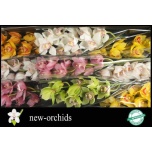 Cymbidium Tsümbiidium MIX 60cm