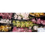 Cymbidium Tsümbiidium MIX 60cm