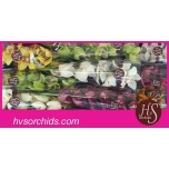 Cymbidium Tsümbiidium MIX 60cm