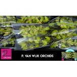 Cymbidium Tsümbiidium Bonny 60cm