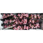 Cymbidium Elliot Rogers 60cm