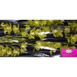 Cymbidium Mint Ice 60cm